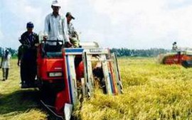 Phú Yên: Năng suất lúa Đông Xuân cao nhất trong nhiều năm